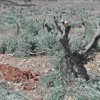 مستوطنون يقطعون 100 شجرة زيتون في قرية المغير