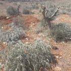 مستوطنون يقطعون 100 شجرة زيتون في قرية المغير