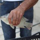 تربية الأسماك في نابلس
