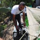 تربية الأسماك في نابلس