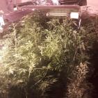 بالصور.. شرطة الضواحي تضبط مشتلا لزراعة الماريجوانا في العيزرية