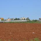 حقول التبغ في جنين