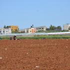 حقول التبغ في جنين