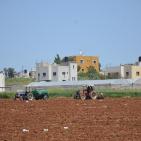 حقول التبغ في جنين