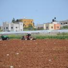 حقول التبغ في جنين