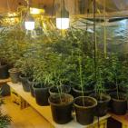 بالصور: الشرطة تضبط مستنبتا لزراعة الماريجوانا المخدرة في العيزرية