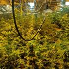 بالصور: الشرطة تضبط مستنبتا لزراعة الماريجوانا المخدرة في العيزرية