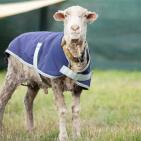 بالصور.. خروف يرتاح من 35 كيلوغراماً من الصوف في استراليا
