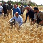بالصور.. الزراعة في غزة تفتتح موسم حصاد القمح