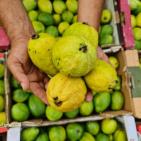 بدء موسم قطف فاكهة الجوافة في مدينة خانيونس