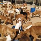 سلالة.. أول جمعية لرعاية الحيوانات الضالة في غزة
