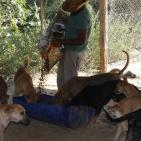 سلالة.. أول جمعية لرعاية الحيوانات الضالة في غزة