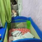 صور: نجاة عائلة انهارت صخرة على منزلها غرب سلفيت بفعل السيول