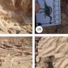 بالصور.. اكتشاف آثار أقدام ديناصورات قديمة في مصر