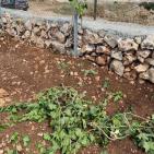 مستوطنون يقتلعون 450 شجرة بين ترمسعيا والمغير قرب رام الله