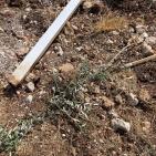 مستوطنون يقتلعون 450 شجرة بين ترمسعيا والمغير قرب رام الله
