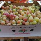 صور: انطلاق فعاليات مهرجان العنب الرابع في جنين