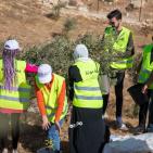 وكالة بيت مال القدس الشريف تُمول عملية قطاف الزيتون في القدس