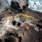 مرض غامض يحير العلماء ويهدد الشعب المرجانية في تايلاند