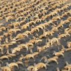 شاهد: مصر تعلن اكتشاف عدد كبير من الحيوانات المحنطة
