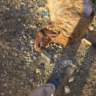 مستوطنون يسممون أغناما في المغير شرق رام الله