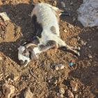 مستوطنون يسممون أغناما في المغير شرق رام الله