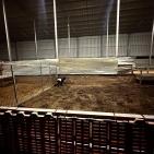 مستوطنون يعتدون على مواطنين ويسرقون 150 رأسا من الأغنام في دير دبوان