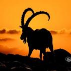 خاص | مصوّر يوثق الحياة البرية في معركة حماية البيئة والهوية