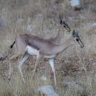 خاص | مصوّر يوثق الحياة البرية في معركة حماية البيئة والهوية