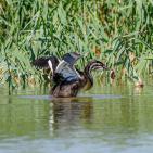 خاص | مصوّر يوثق الحياة البرية في معركة حماية البيئة والهوية