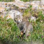 خاص | مصوّر يوثق الحياة البرية في معركة حماية البيئة والهوية