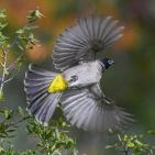 خاص | مصوّر يوثق الحياة البرية في معركة حماية البيئة والهوية