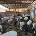 بالصور| الاتحاد الأوروبي ينفذ جولة لمشاريع دعم صمود لمزارعين في طوباس وقلقيلية