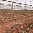 بالصور| الاتحاد الأوروبي ينفذ جولة لمشاريع دعم صمود لمزارعين في طوباس وقلقيلية