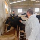 الزراعة: تحصين 13,067 رأساً من أبقار الحليب ضمن الحملة الوطنية لمكافحة الحمى القلاعية (SAT1)