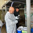 الزراعة: تحصين 13,067 رأساً من أبقار الحليب ضمن الحملة الوطنية لمكافحة الحمى القلاعية (SAT1)