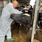 الزراعة: تحصين 13,067 رأساً من أبقار الحليب ضمن الحملة الوطنية لمكافحة الحمى القلاعية (SAT1)