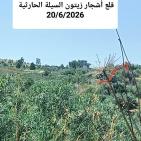 توثيق سجلات وزارة الزراعة لانتهاكات الاحتلال بحق القطاع الزراعي