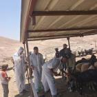 وزارة الزراعة: الحملة الوطنية تتجاوز 43 ألف عملية تطعيم وترقيم للثروة الحيوانية