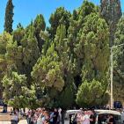 70 ألفا يؤدون صلاة الجمعة في المسجد الأقصى