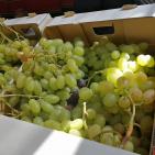 الخليل تحتفل بعنبها 