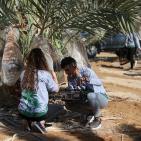 متطوعون من القدس ورام الله يقطفون ثمار النخيل في مزارع مدينة أريحا