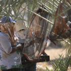 متطوعون من القدس ورام الله يقطفون ثمار النخيل في مزارع مدينة أريحا