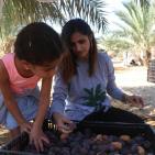 متطوعون من القدس ورام الله يقطفون ثمار النخيل في مزارع مدينة أريحا