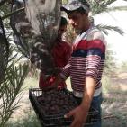 نفط مدينة القمر 