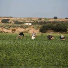 مزارعون إسرائيليون يرفضون بيع منتوجاتهم لتجار من غزة