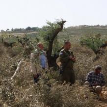 الاحتلال يقتلع أشجار زيتون في زبوبا