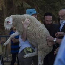 الأعلى منذ 1967... سبع محاولات لإدخال "قرابين" للمسجد الأقصى خلال "الفصح اليهودي" هذا العام