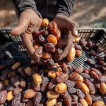 خاص| ارتفاع كوته تصدير التمور الفلسطينية إلى تركيا يعزز قطاع النخيل ويصب في صالح المزارعين