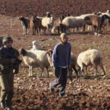مستوطنون يرعون مواشيهم في أراضي المواطنين جنوب المغير